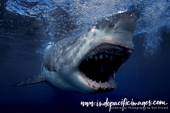 Australian Great White Shark 