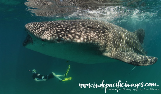 Diving Southern Africa