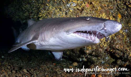 Diving Southern Africa