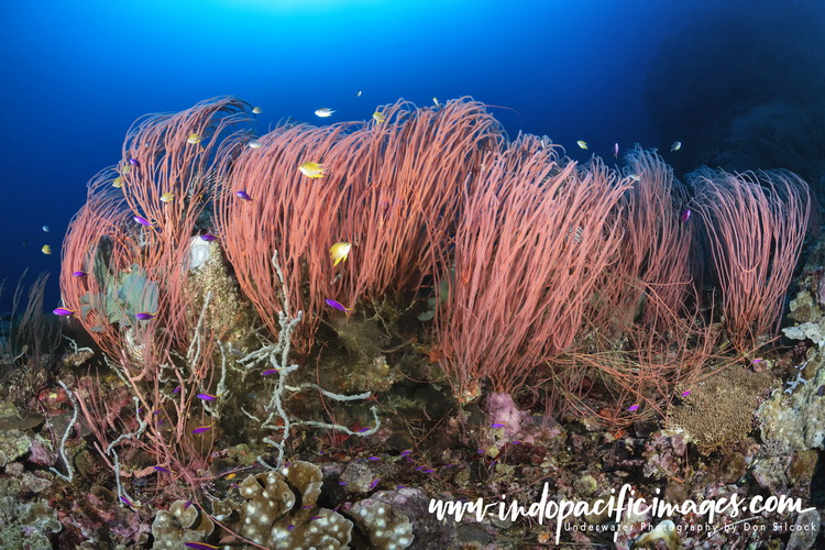 Papua New Guinea Scuba Diving