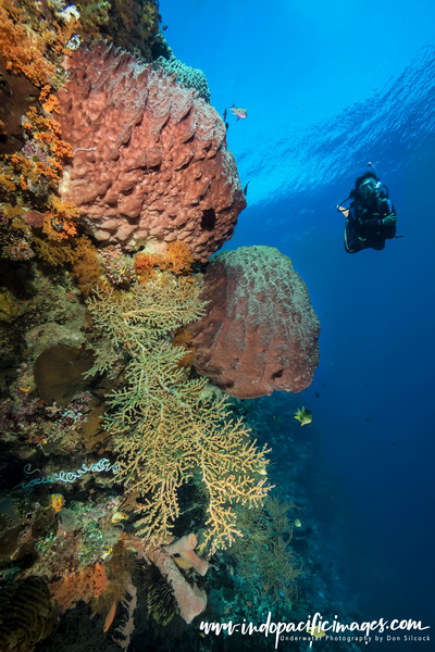 Atauro Island Diving