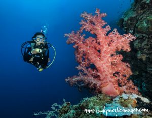 Atauro Island Diving