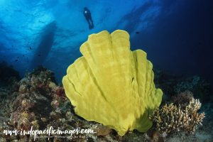 Milne Bay Diving