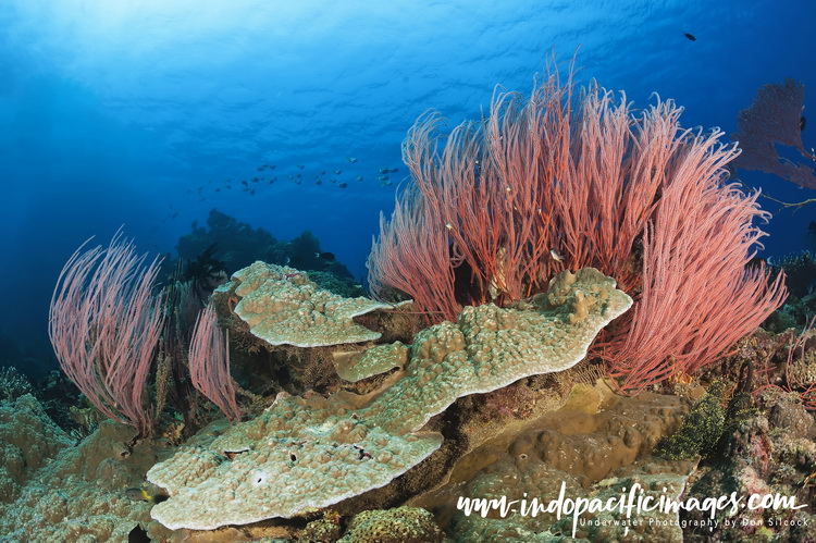 Kimbe Bay Diving