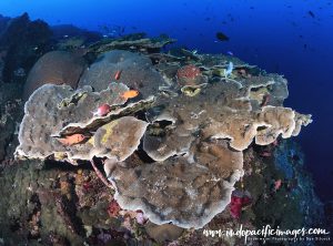 Kimbe Bay Seamounts