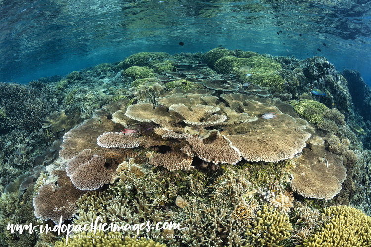 Kimbe Bay Diving