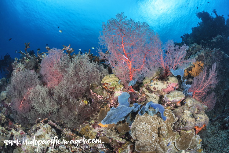 Kimbe Bay reefs