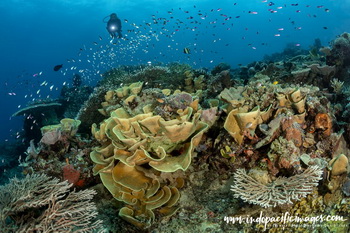 Diving Milne Bay