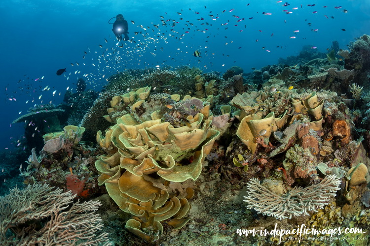 Milne Bay North Coast Dive Sites