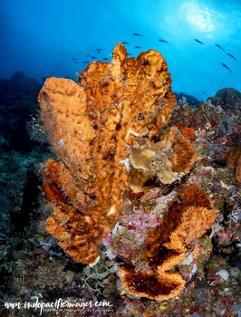 Milne Bay North Coast Dive Sites