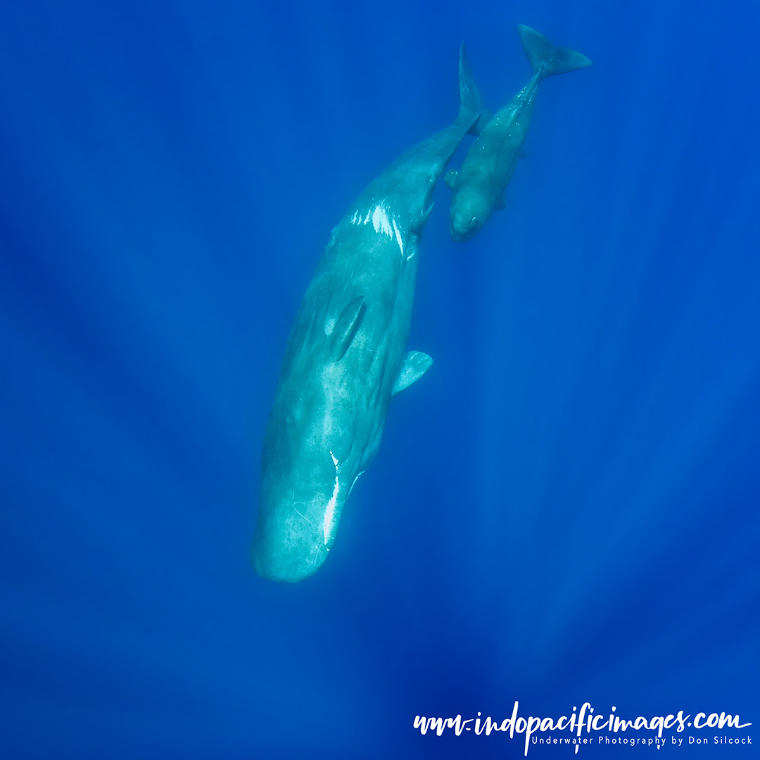 The Sperm Whales of the Azores