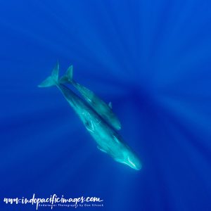 Sperm Whales of the Azores