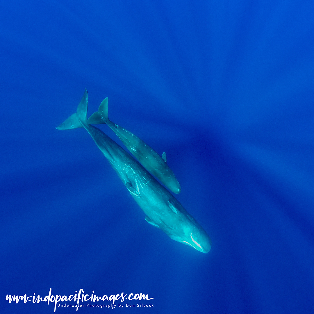 Sperm Whales of the Azores