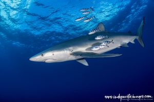 Blue Sharks of the Azores