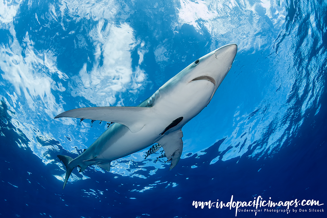 Blue shark (Prionace glauca) captured by commercial pelagic