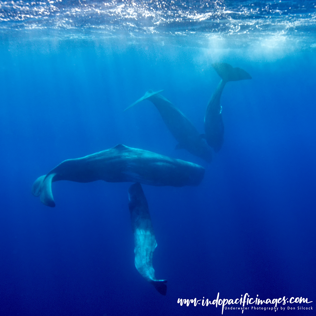 The Sperm Whales of the Azores