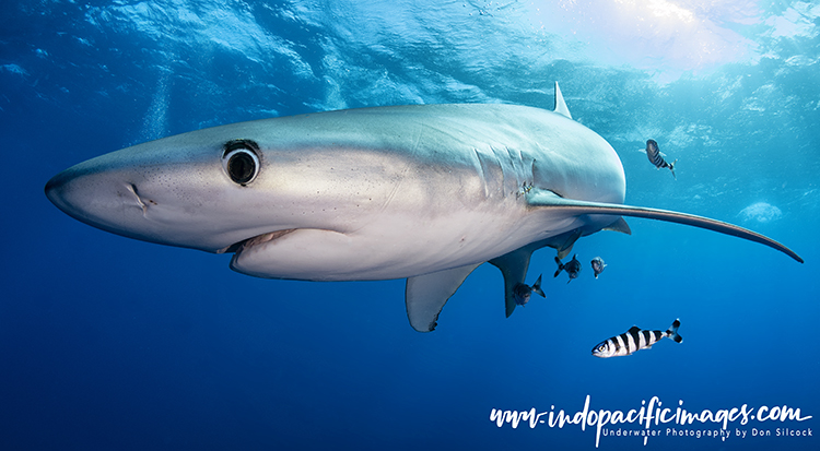 Blue Sharks of the Azores
