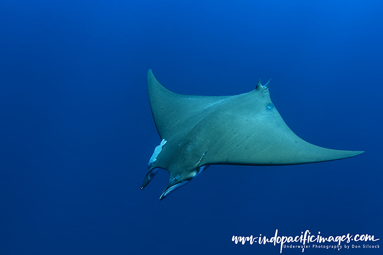 Scuba Diving in the Azores