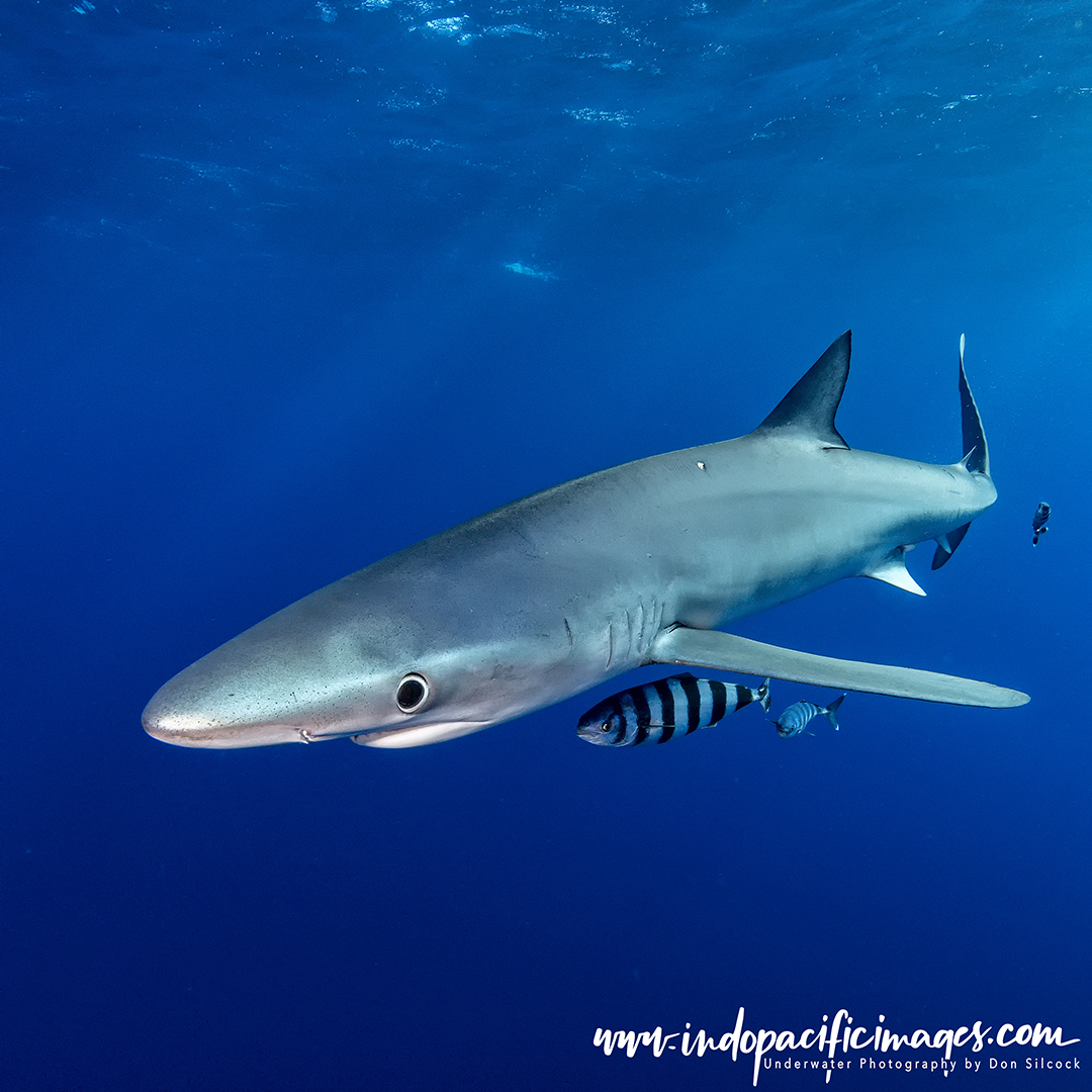 The Blue Sharks of the Azores - Quite Special | Indopacificimages