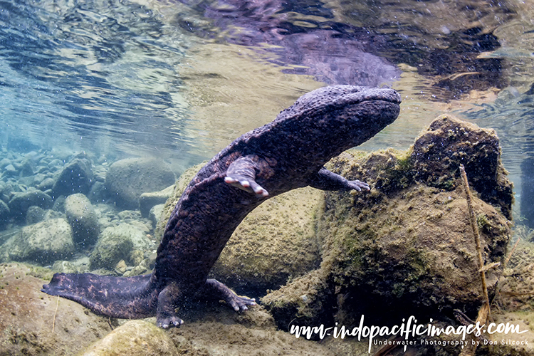 Giant Japanese Salamander