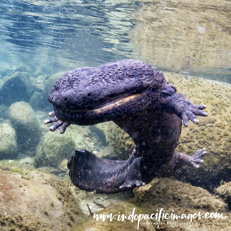 The Giant Japanese Salamander