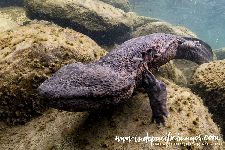 The Japanese Giant Salamander Quite Unique Indopacificimages