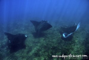Tofo manta rays