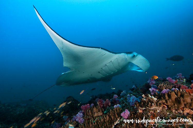 Tofo Manta Rays