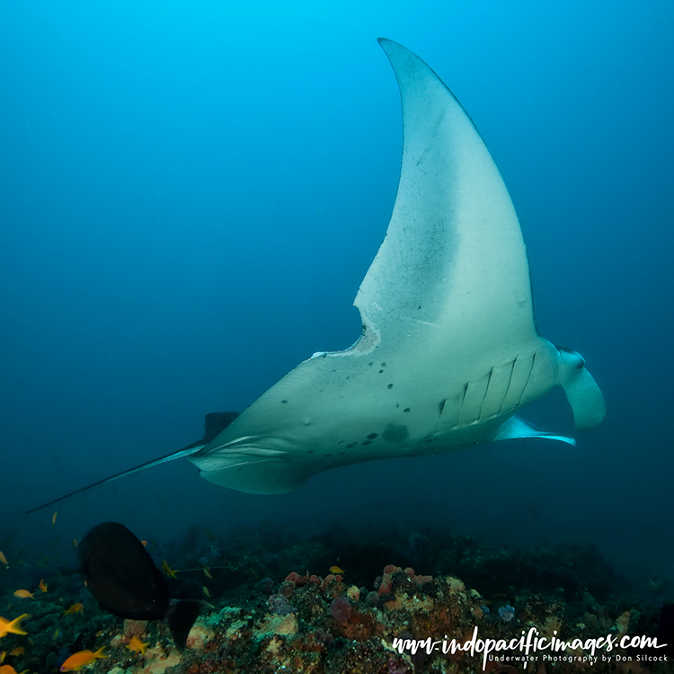 Tofo manta rays