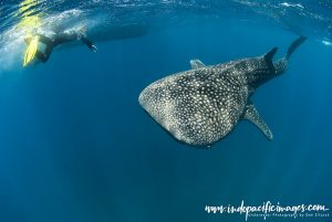 Tofo whale sharks