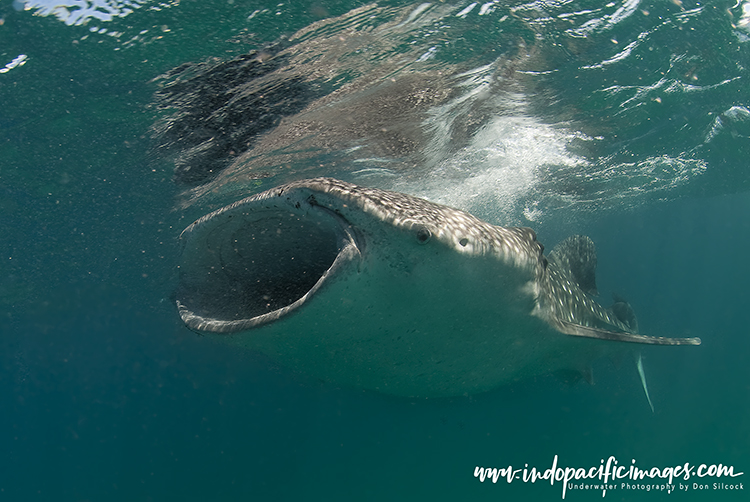 Tofo Whale Sharks