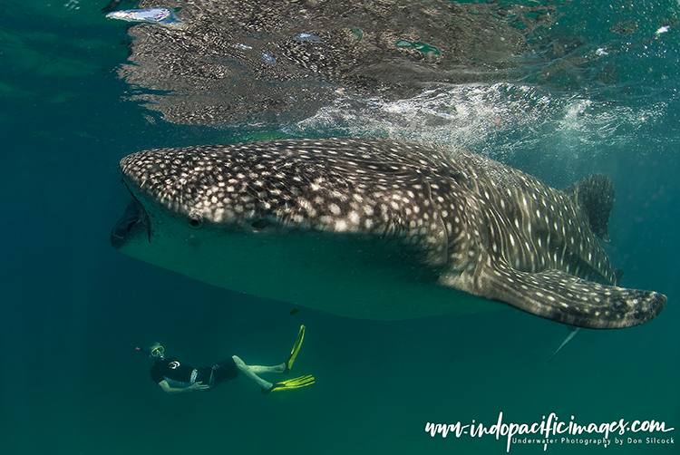 Tofo whale sharks