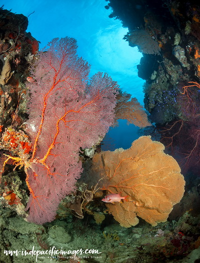 Diving Port Moresby