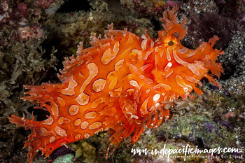 Diving Papua New Guinea