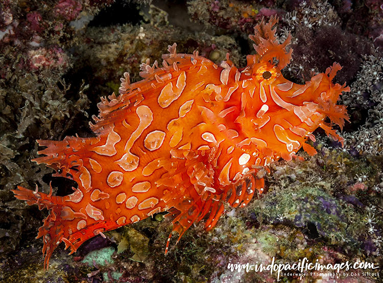 Diving Port Moresby