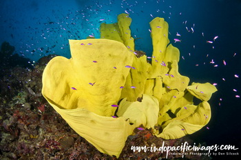 Diving Papua New Guinea