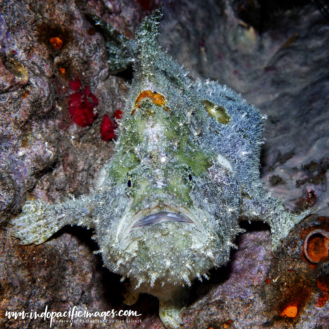 Diving Rabaul