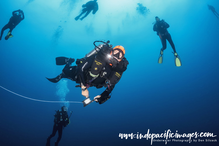 Diving Protea Banks