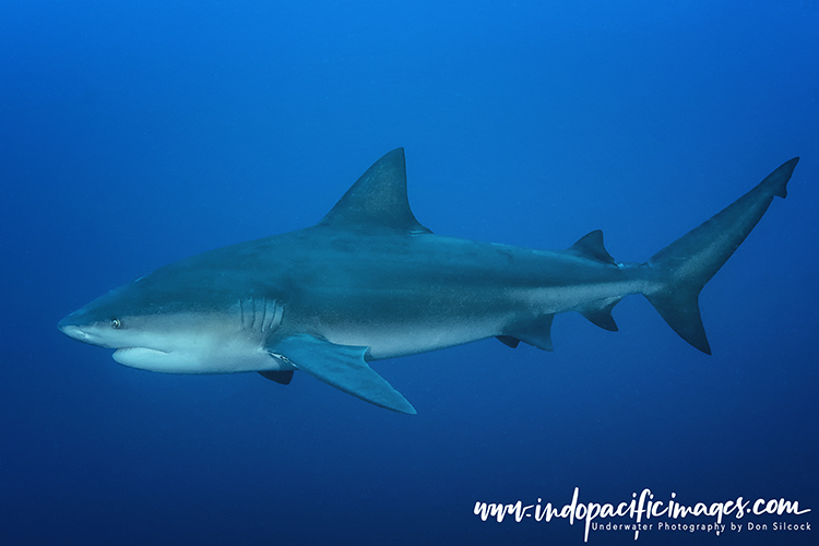 Zambezi Shark