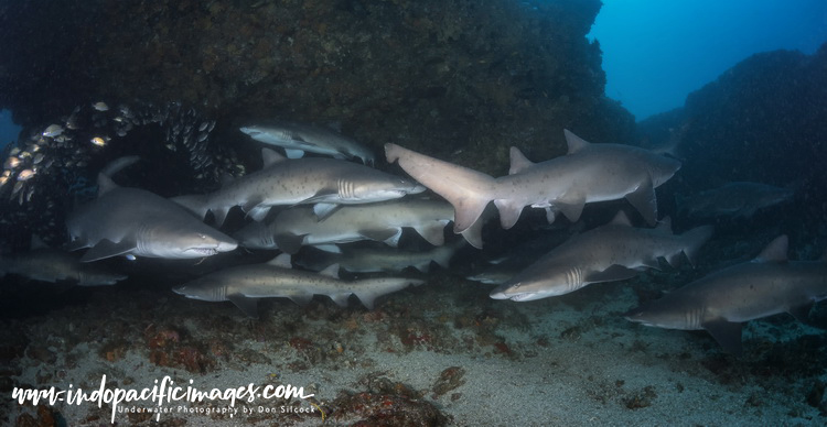 Ragged Tooth Sharks