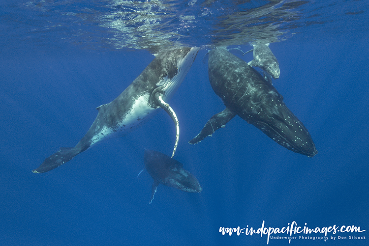 Tonga Humpback Whale Encounters