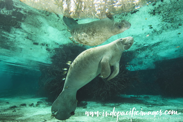 Guide to the Crystal River Manatees