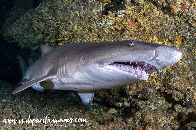 Ragged Tooth Sharks