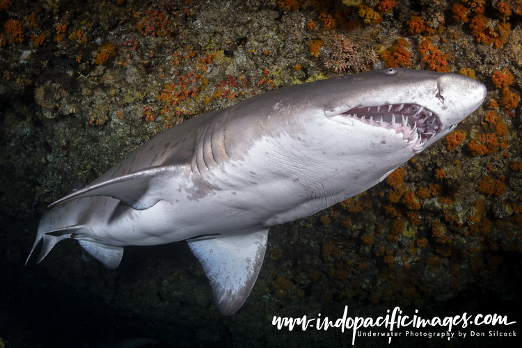 Ragged Tooth Sharks