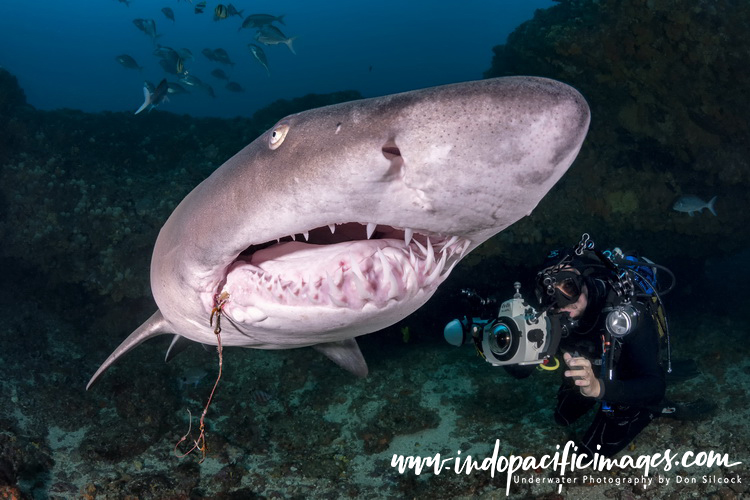 Ragged Tooth Sharks