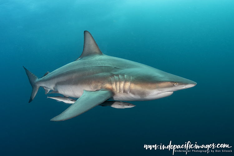 Oceanic Blacktip Sharks