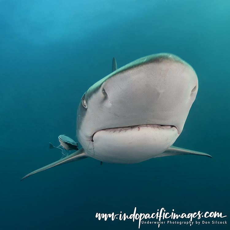 Oceanic Blacktip Shark