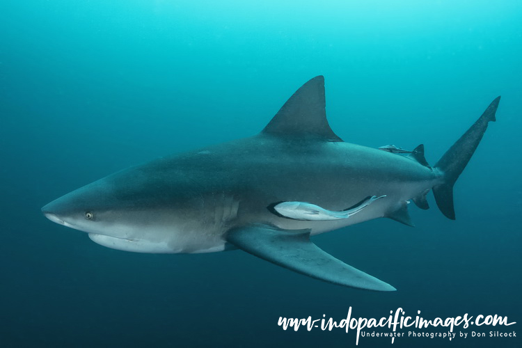 Zambezi Shark