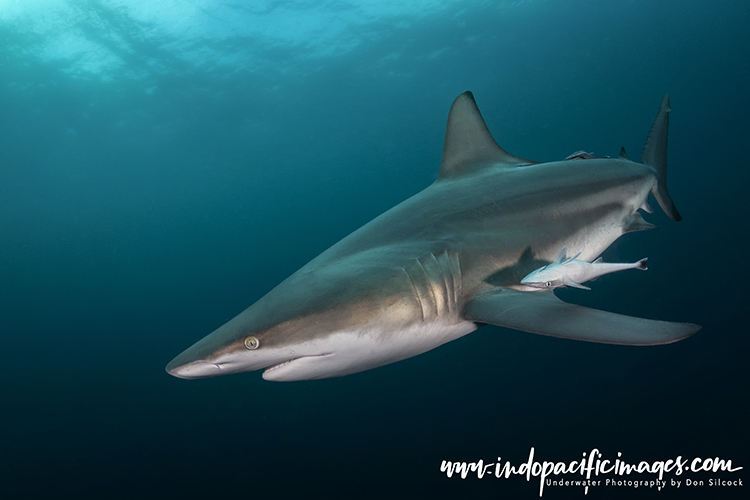 Oceanic Blacktip Sharks