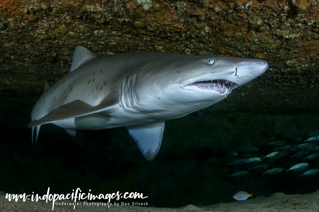 Diving with Grey Nurse Sharks